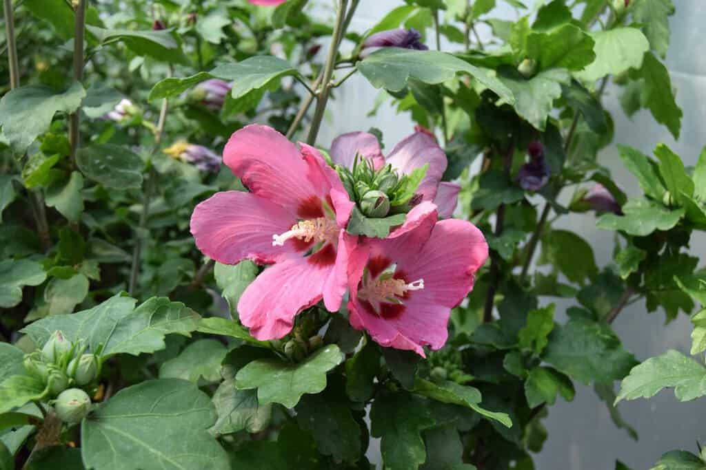 Hibiscus syriacus 'Woodbridge' 125-150 cm